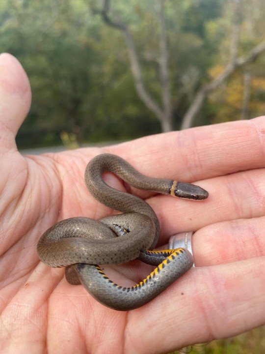 Ringneck Snake